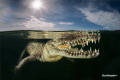   inside Mangrove lived american crocodile  